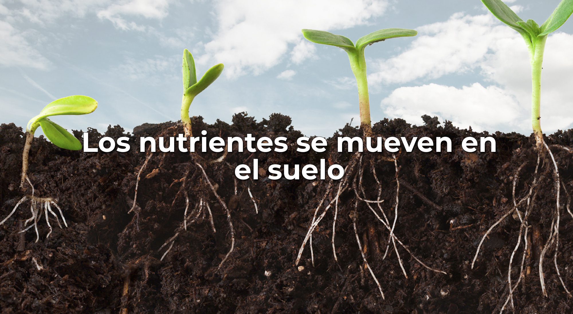 Raíces de plantas absorbiendo nutrientes del suelo