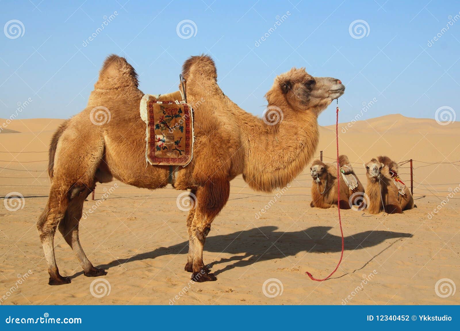 Camello en el desierto de Atacama