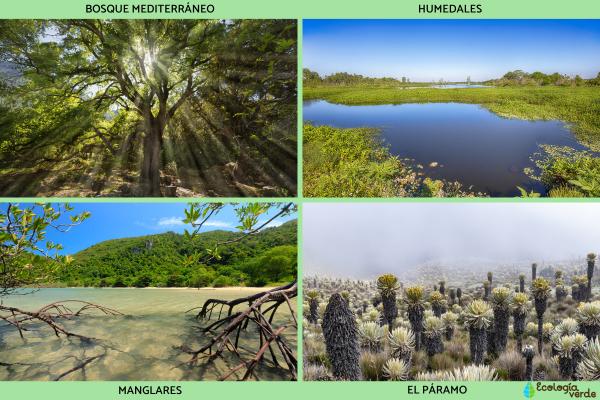 Ecosistema terrestre con diversidad de flora
