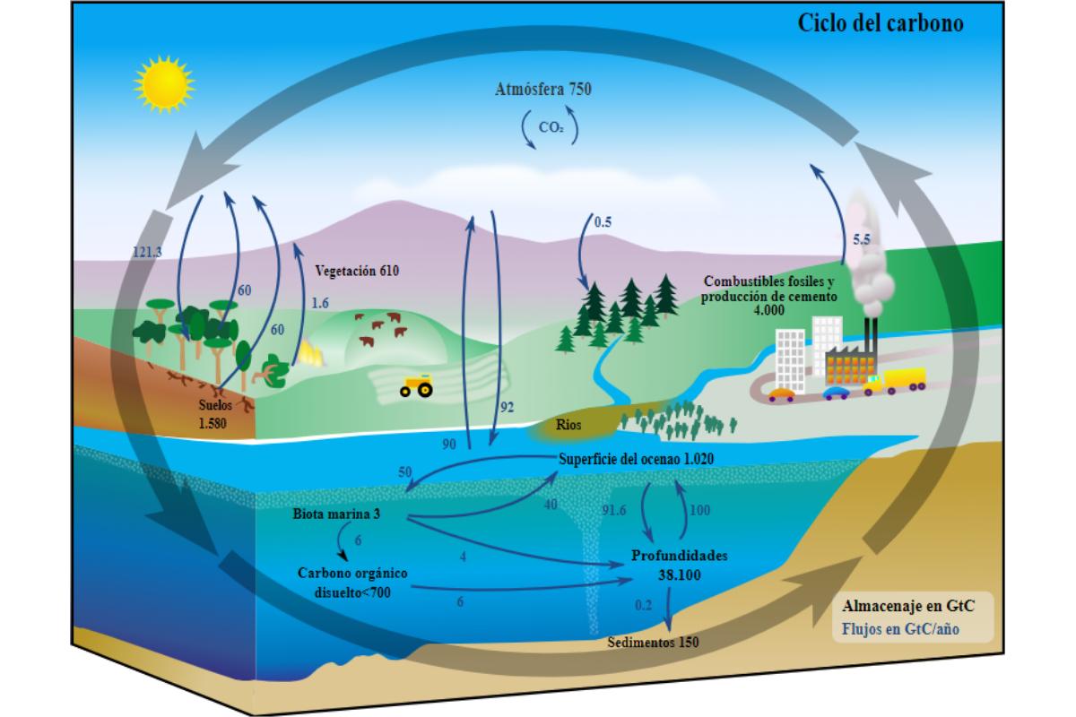 Ciclo del carbono en la naturaleza