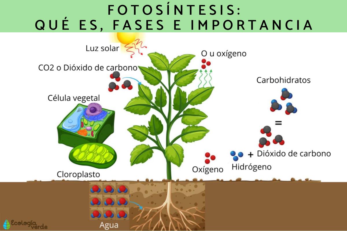 Procesos de fotosíntesis y descomposición en el ciclo del carbono