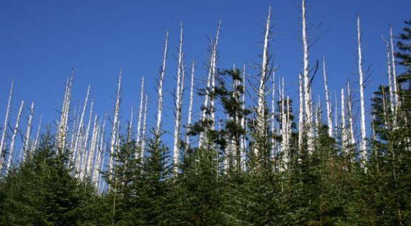 Lluvia ácida afectando un bosque de pinos