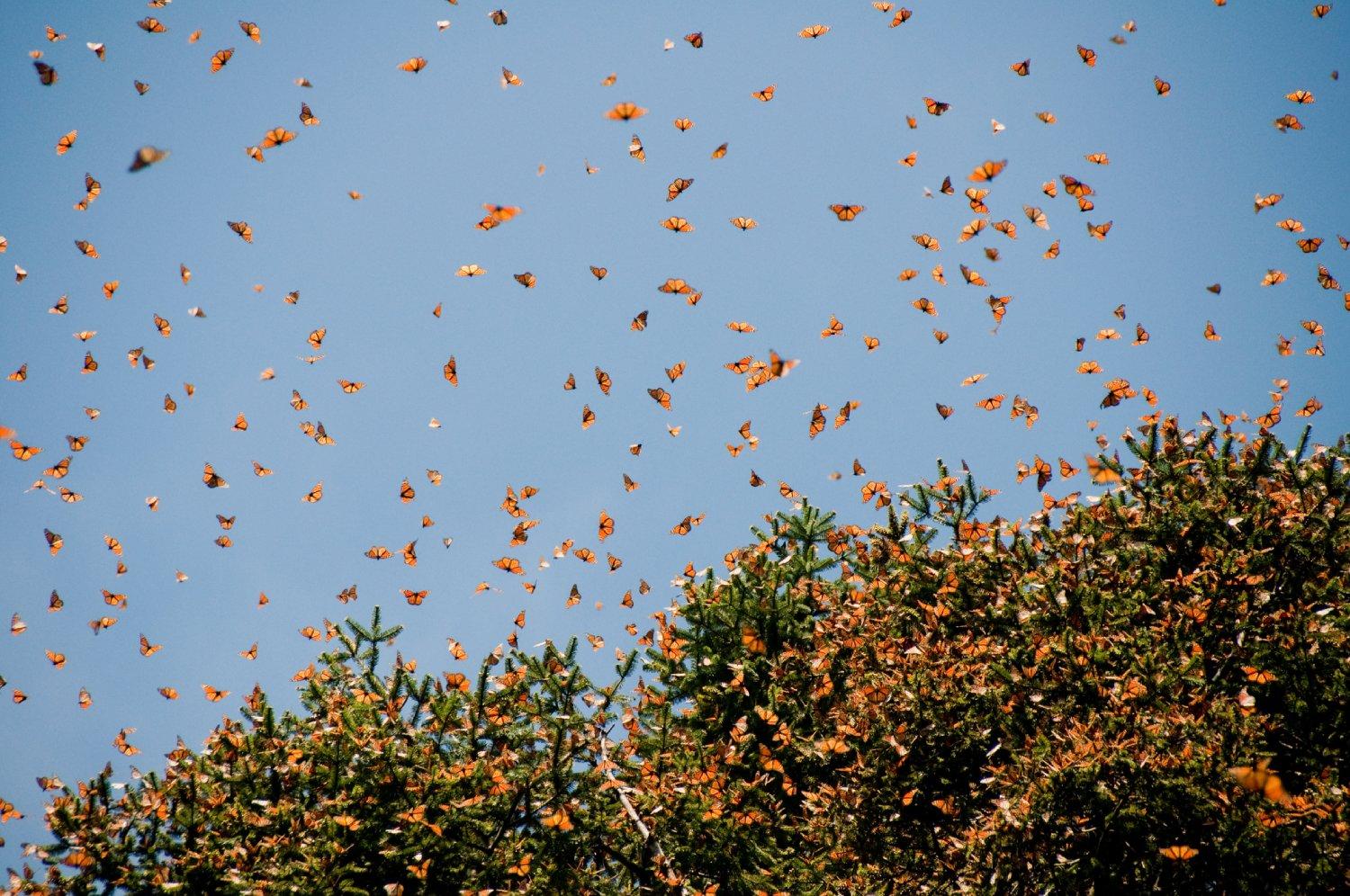 Mariposas monarca migrando en grupo