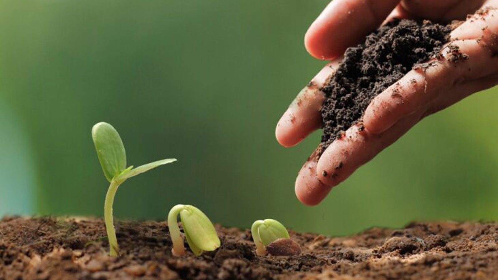 Suelo fértil con diversidad de cultivos